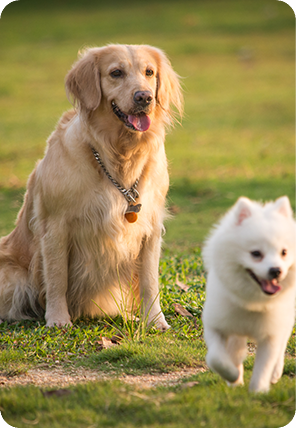 Pet cleaning wipes